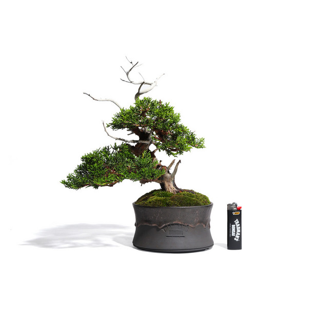 真柏 -Japanese Juniper- (推定樹齢40年)-M0013- 詳細画像